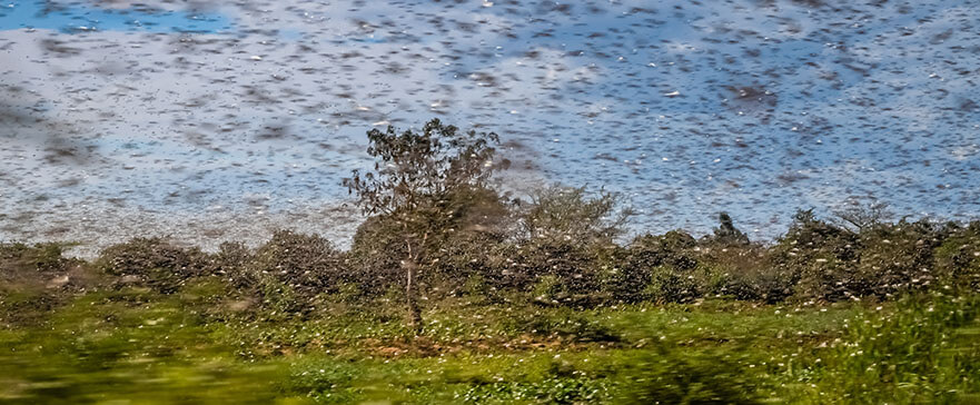 Huge swarm of hungry locust in flight near Morondava in Madagascar