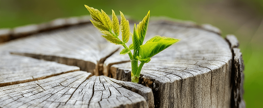 plant growing in tree stump